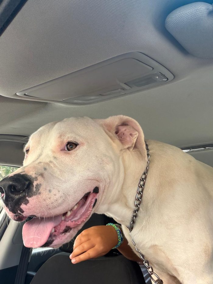 Ares dogo argentino dolcissimo