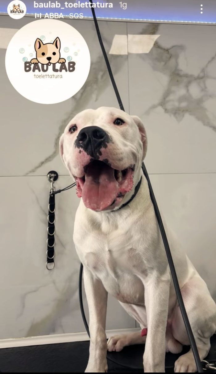 Ares dogo argentino dolcissimo - media 4