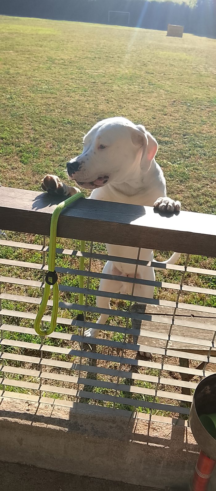 Ares dogo argentino dolcissimo - media 5