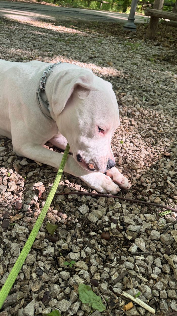 Ares dogo argentino dolcissimo - media 7