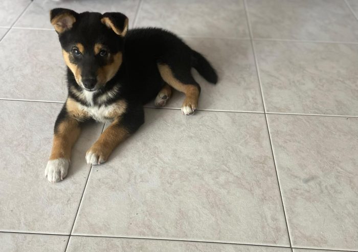 Akita Americana 3mesi URGENTE ADOZIONE. SOLO SERIAMENTE INTERESSATI. MANTOVA