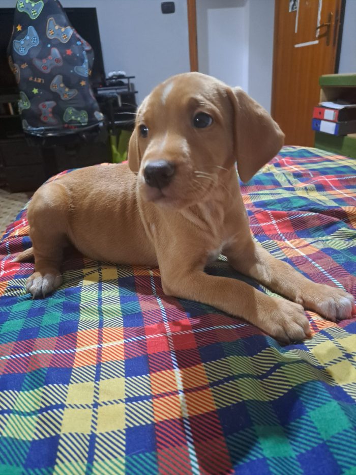 Monet e Dalì cuccioli