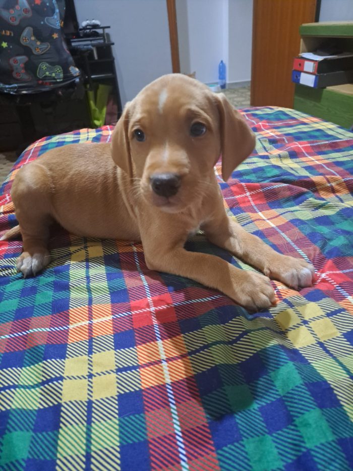 Monet e Dalì cuccioli