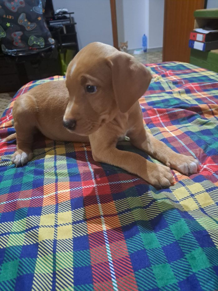 Monet e Dalì cuccioli