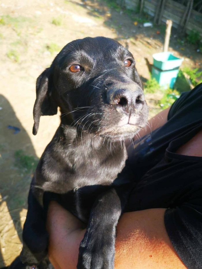 IGOR BALÙ IOLE cuccioli