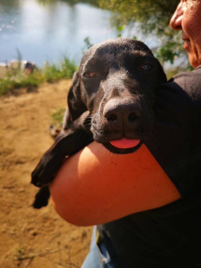 IGOR BALÙ IOLE cuccioli