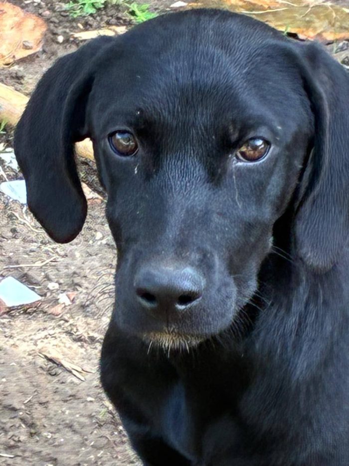 IGOR BALÙ IOLE cuccioli - media 5