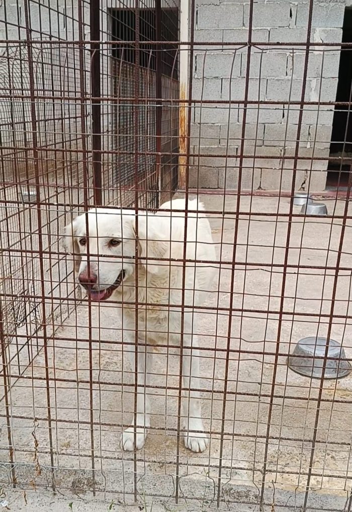 NESSUNO SI È MAI ACCORTO DI LUI 💔