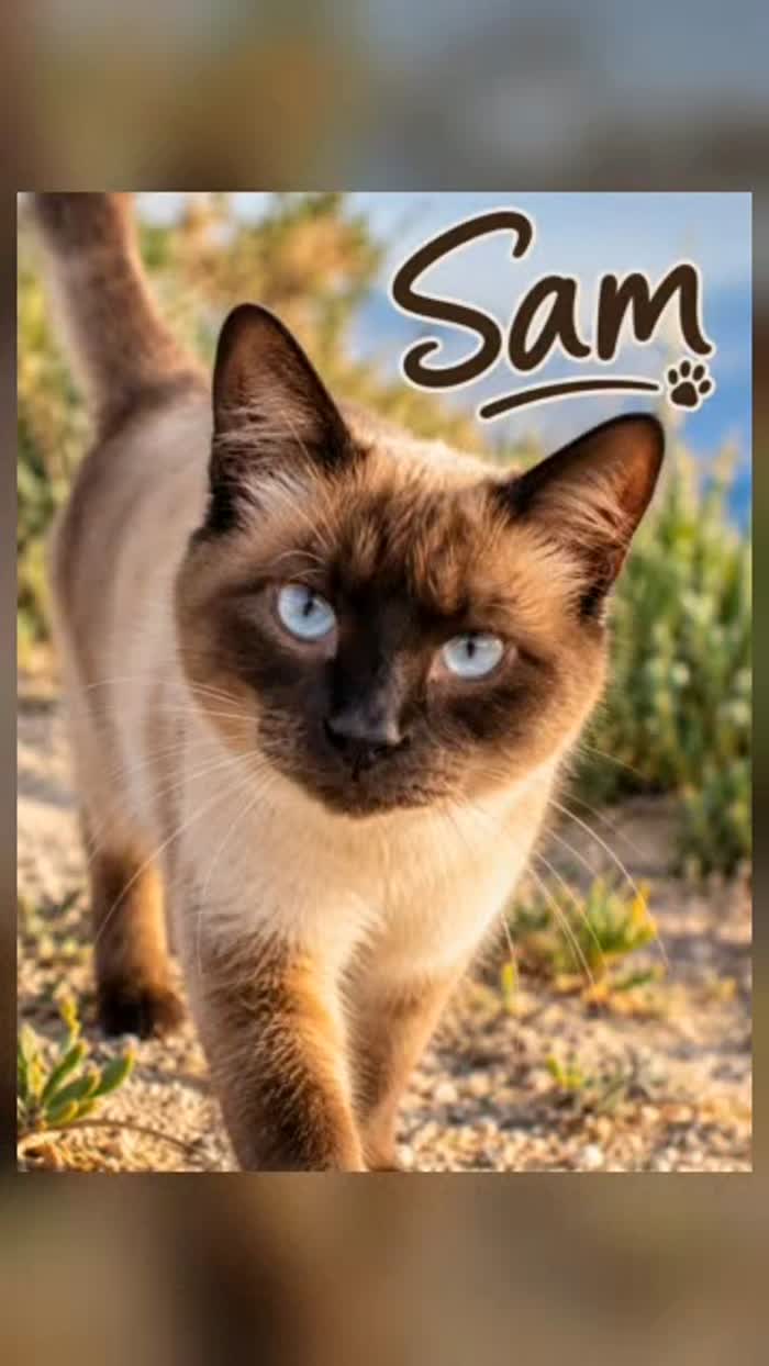Sam, il coccolone, cerca casa.