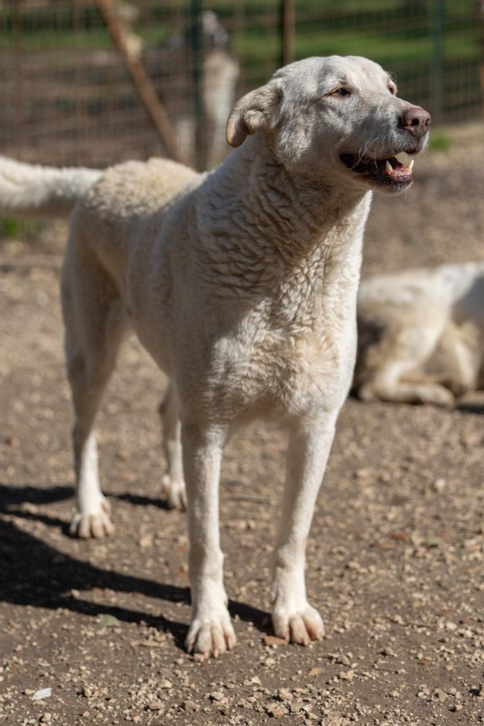 Pepe splendida anima buona e dolce cerca casa - media 4