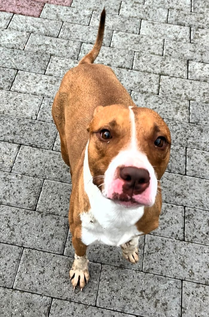 BONNIE CERCA CASA