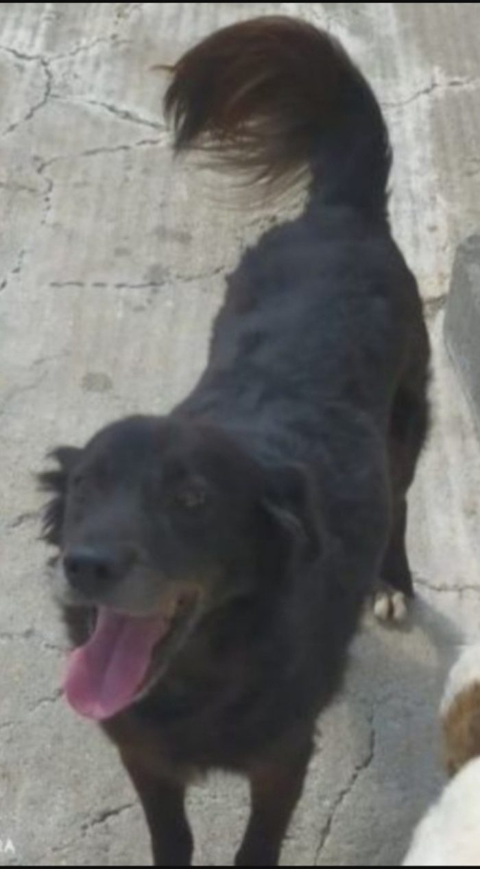 Charly,adulto,nero PORTATO IN CANILE ANNI FA ..VOLEVANO 1CANE PIÙ PICCOLO! CALABRIA