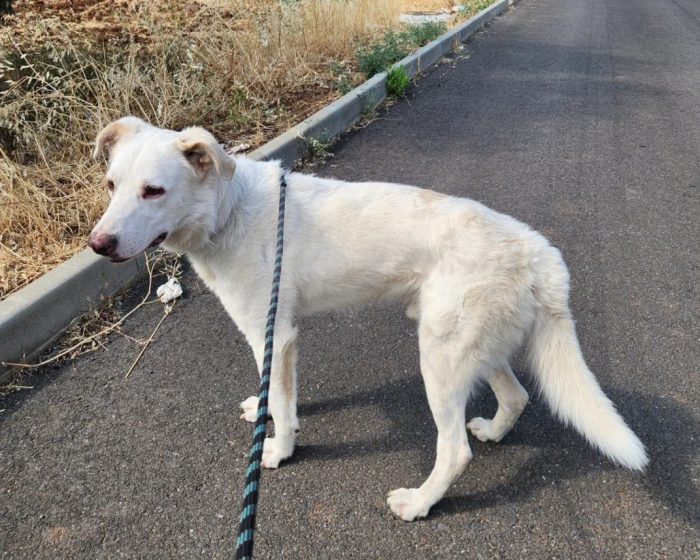 Liam 4anni ok gatti  in rifugio veniva attaccato..ora è in 1garage,BUONISSIMO.COSENZA