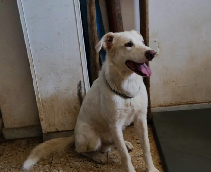 Liam 4anni ok gatti  in rifugio veniva attaccato..ora è in 1garage,BUONISSIMO.COSENZA