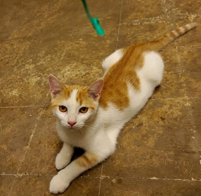 Compatbile cani e gatti