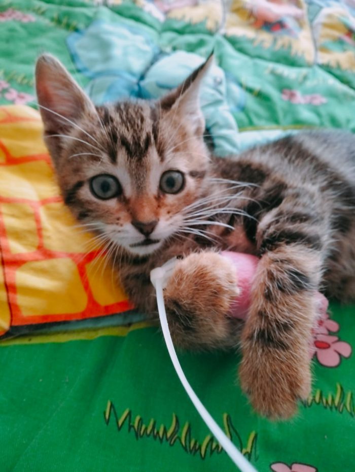 Lucy may Gattina