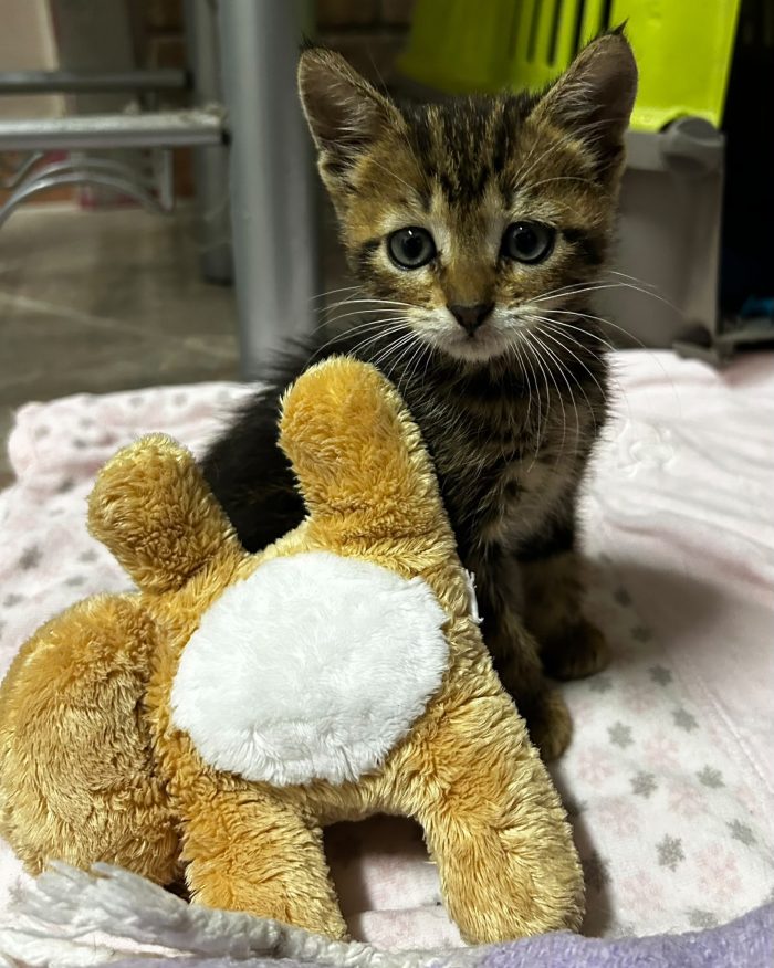 Lucy may Gattina