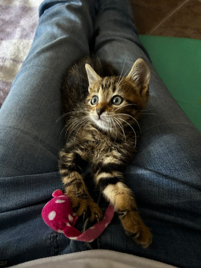 Lucy may Gattina