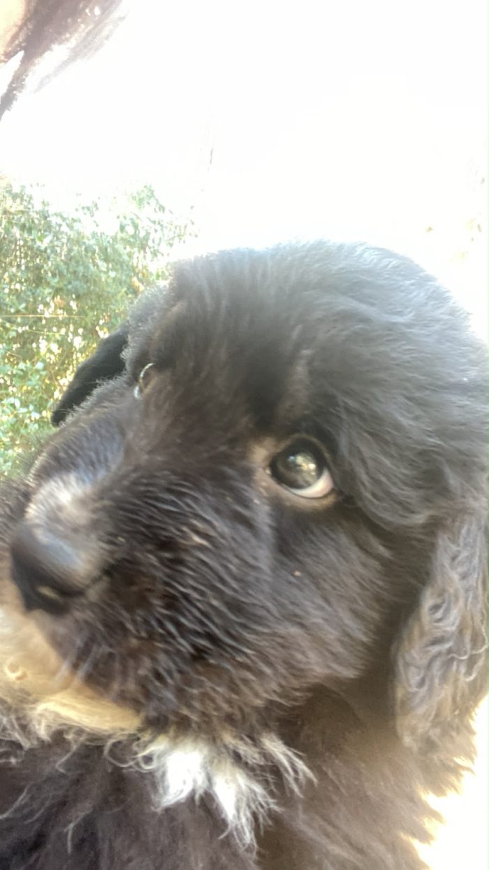 Cucciolo in cerca di casa