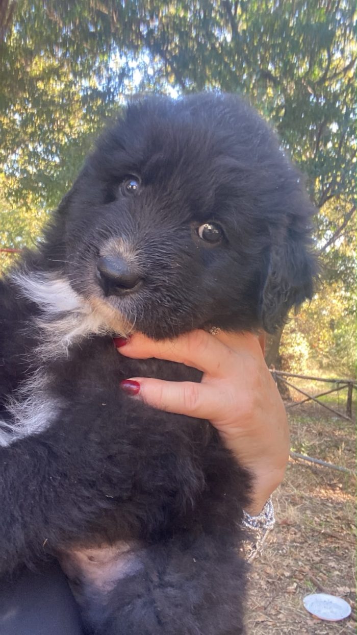 Cucciolo in cerca di casa