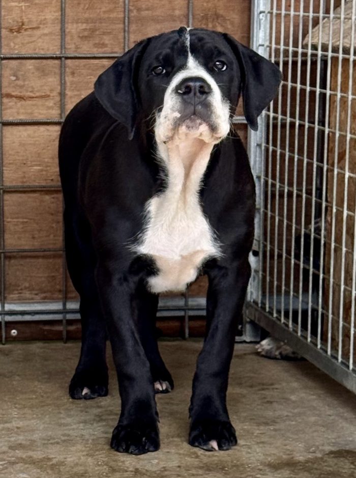 ToyBoy 5 mesi taglia gigante socievole