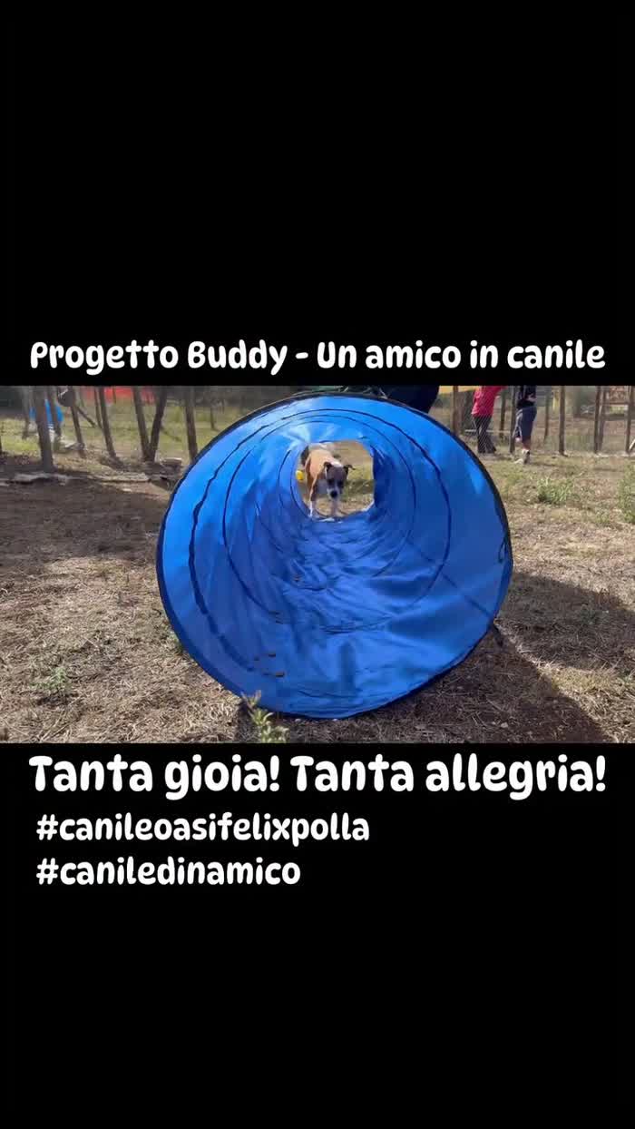 Sofie cucciolona vivace e affettuosa - media 4