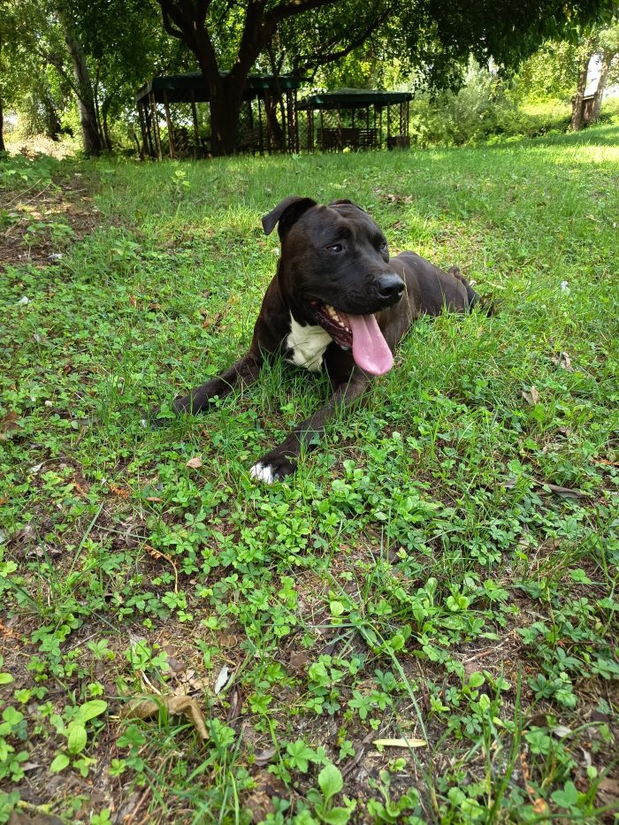 Amstaff Maschio 2 anni cerca casa