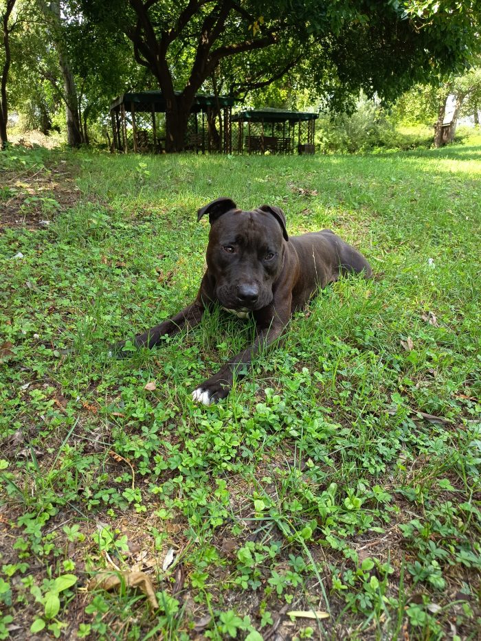 Amstaff Maschio 2 anni cerca casa