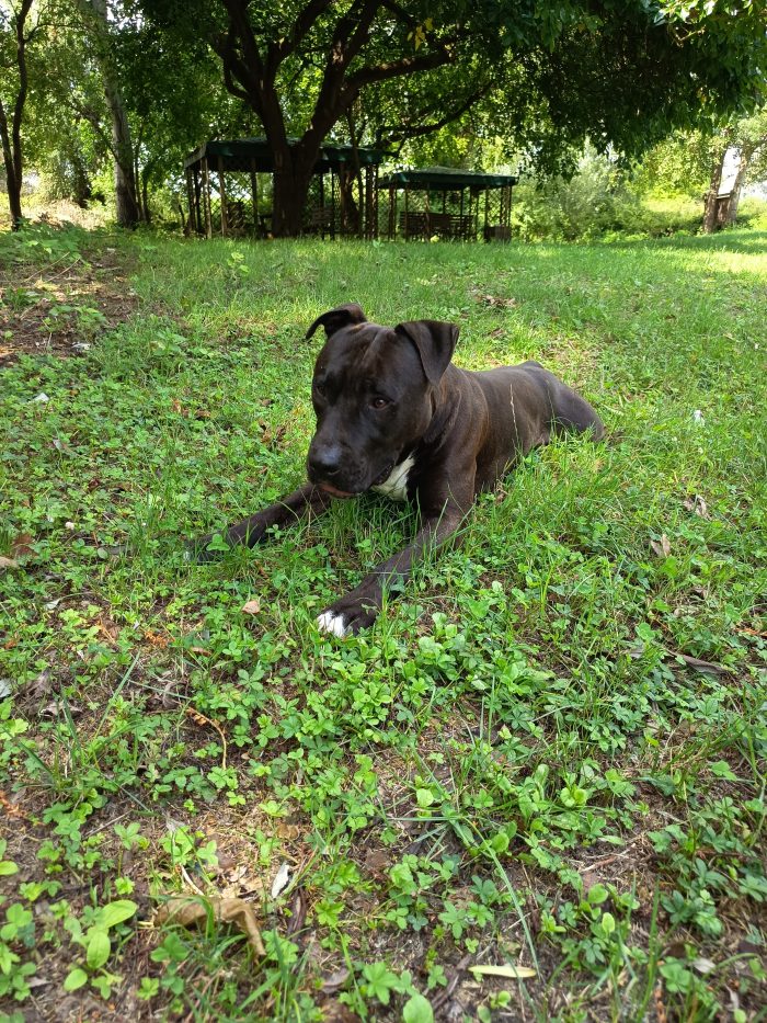 Amstaff Maschio 2 anni cerca casa