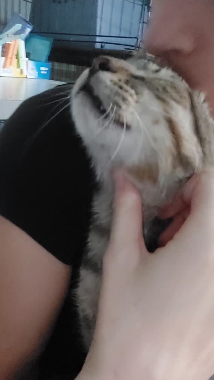 Pippo, il gatto che abbraccia