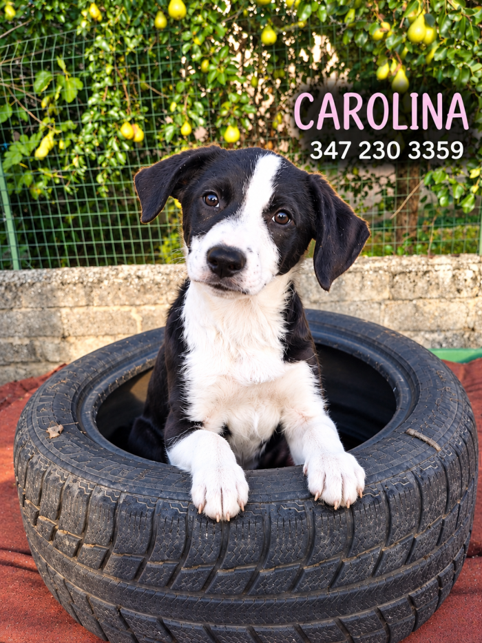 CAROLINA CERCA CASA