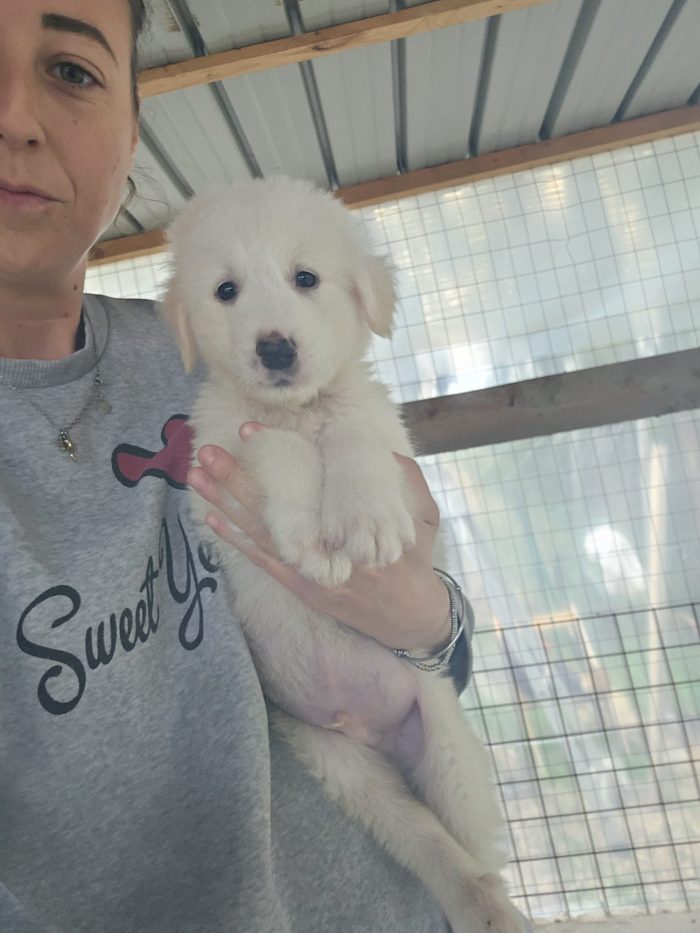 Cucciolo maschio 2 mesi e mezzo taglia medio piccola cerca casa Centro e Nord.