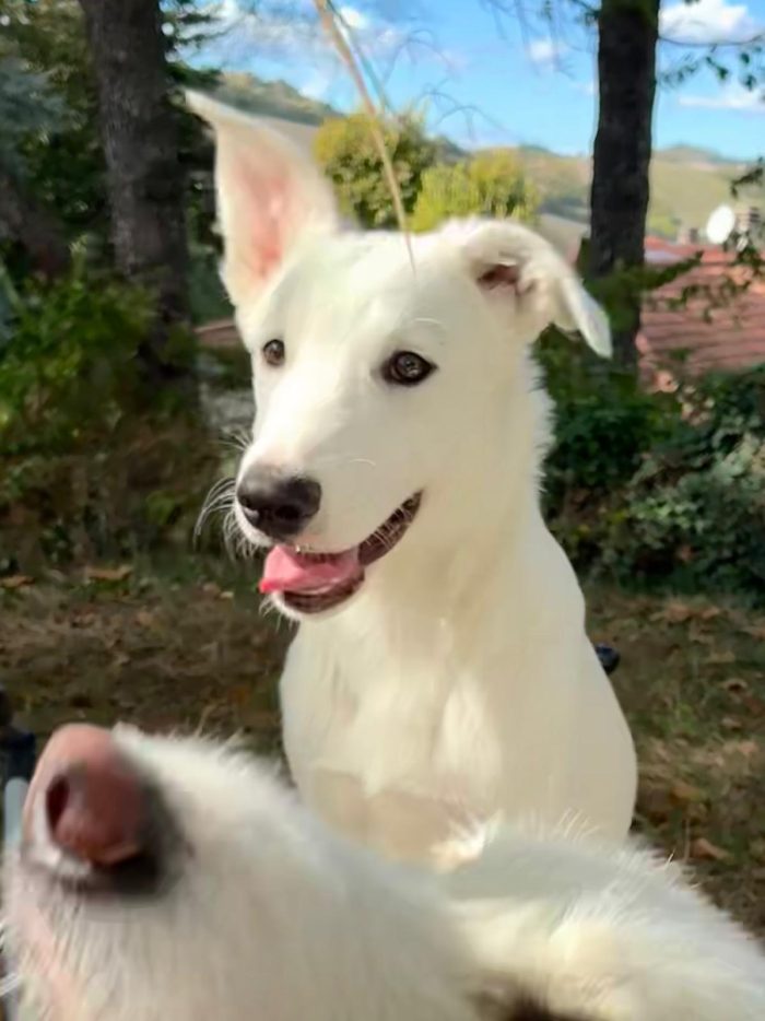 💎BEN, cucciolo del canile ora in stallo in provincia di Bologna