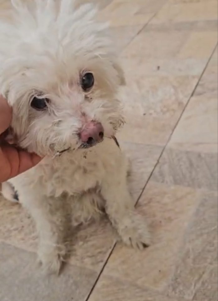 Pinuccio: 17 anni, 4 kg, cerca nuova famiglia