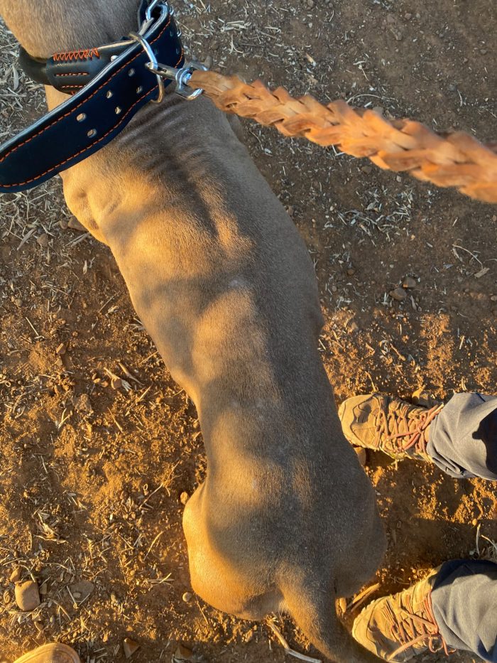 Pitbull femmina Red Nose 2/3anni salvata magrissima a catena..COSENZA - media 5