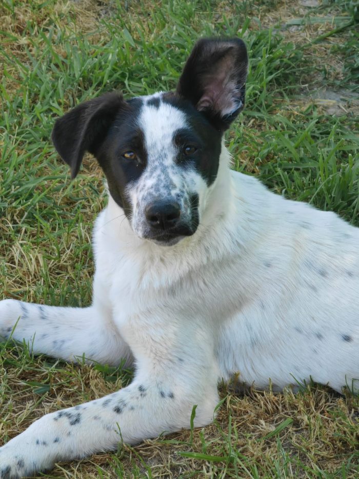 Jessica: cucciolona taglia media socievole con tutti - media 4