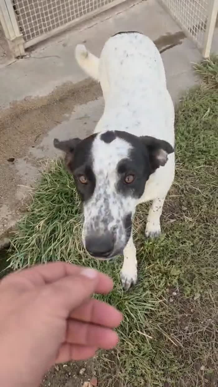 Jessica: cucciolona taglia media socievole con tutti - media 6