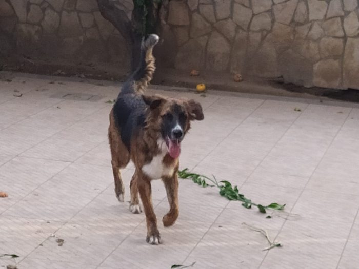 Joe, docile e affettuoso, cerca casa!!