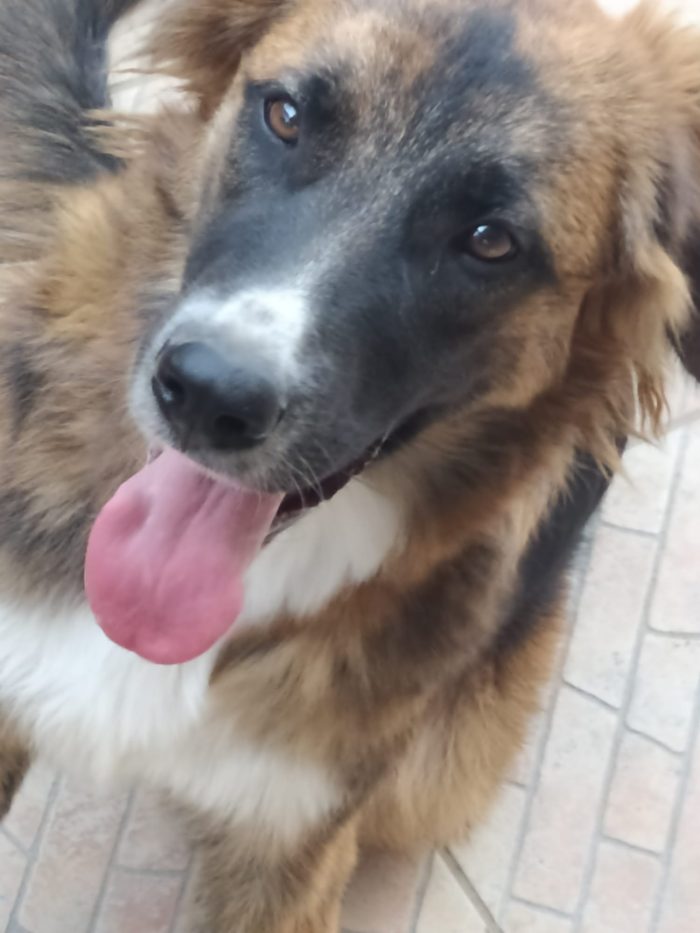 Joe, docile e affettuoso, cerca casa!!