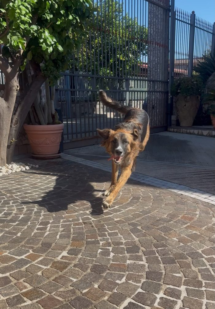 Joe, docile e affettuoso, cerca casa!!
