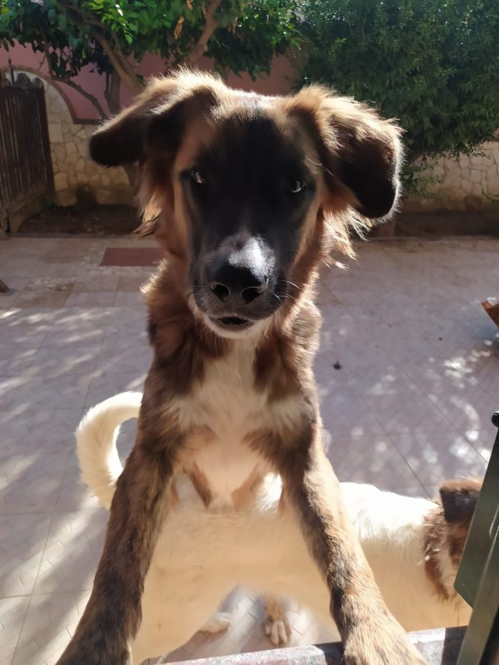 Joe, docile e affettuoso, cerca casa!! - media 4