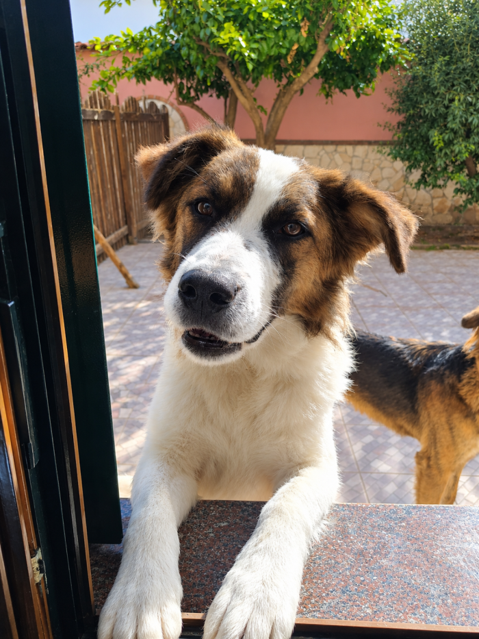 Love, docile e giocherellona, cerca una nuova casa!