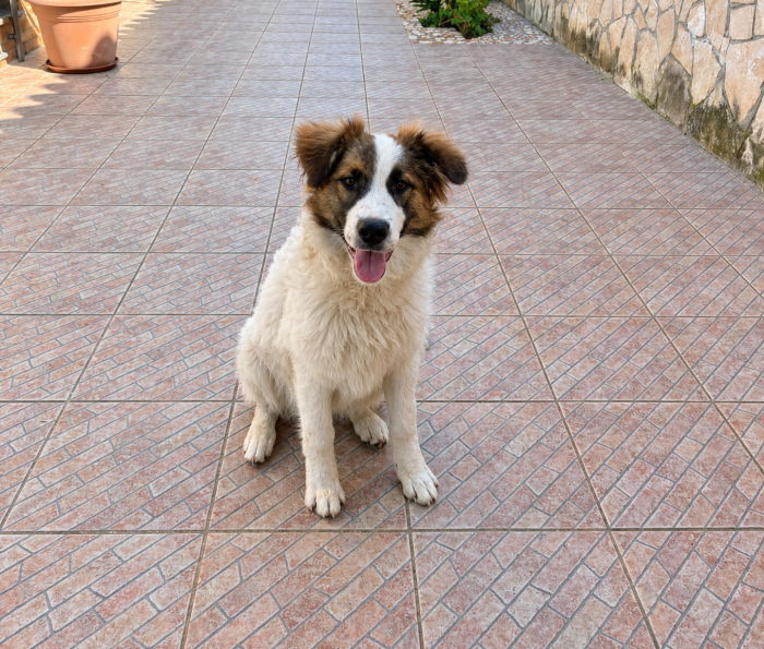 Love, docile e giocherellona, cerca una nuova casa!