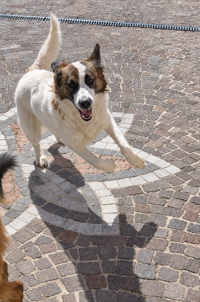 Love, docile e giocherellona, cerca una nuova casa!