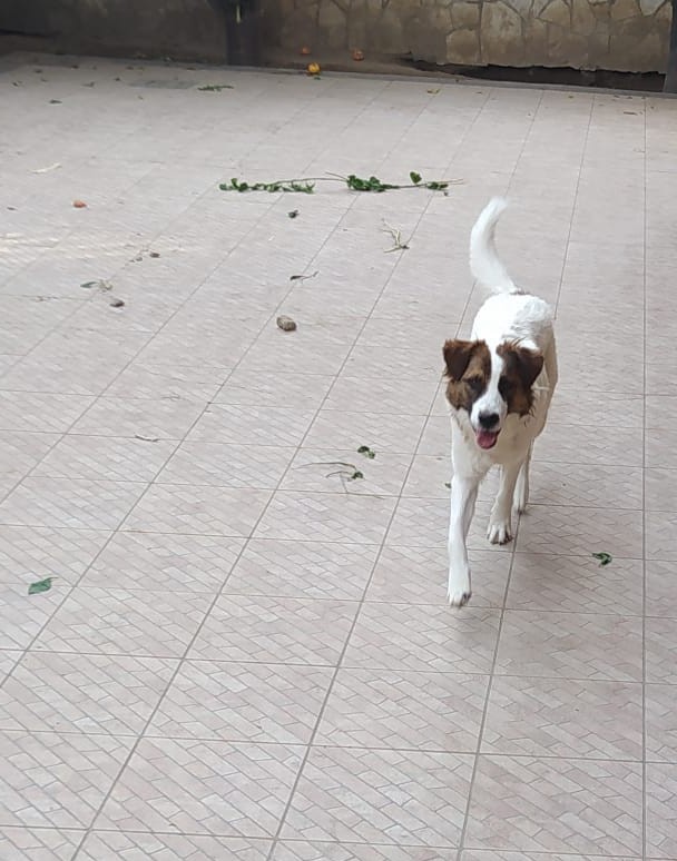 Love, docile e giocherellona, cerca una nuova casa! - media 4