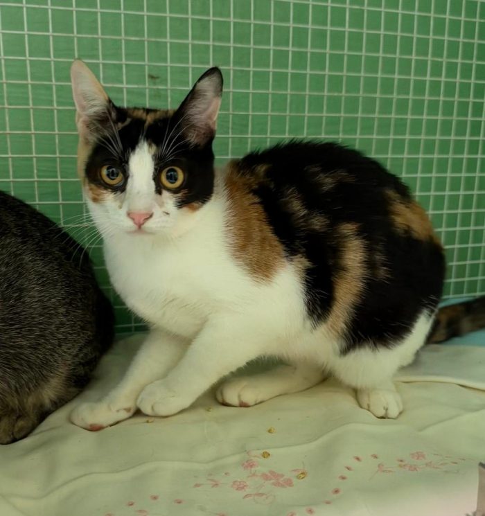 CALI' BELLISSIMA GATTINA CALICO
