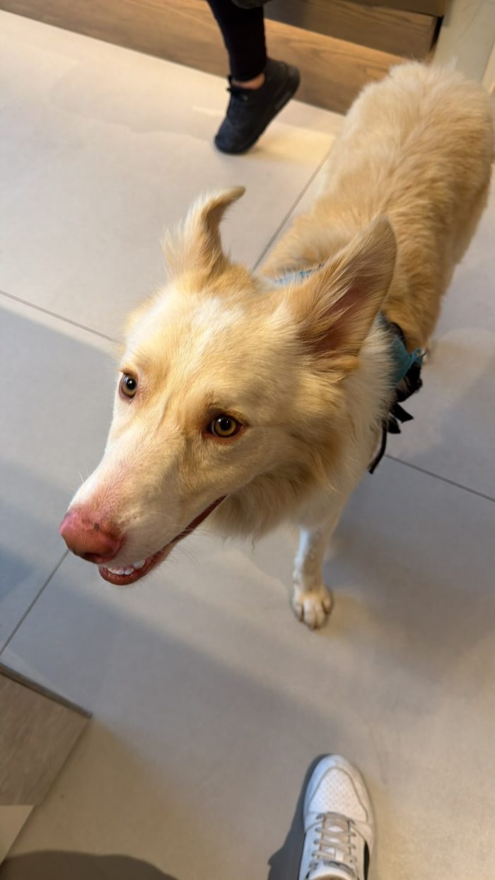 HA CORSO FINO A NON AVERE PIÙ FIATO, MA LORO NON SI SONO FERMATI