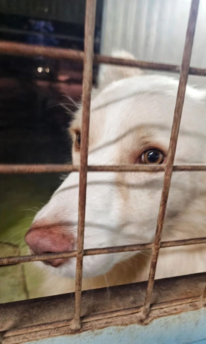 HA CORSO FINO A NON AVERE PIÙ FIATO, MA LORO NON SI SONO FERMATI - media 5