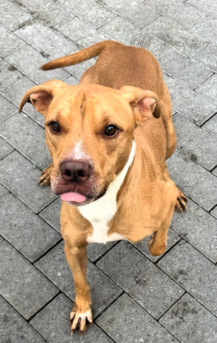 CLYDE BELLISSIMO PIT BULLINO