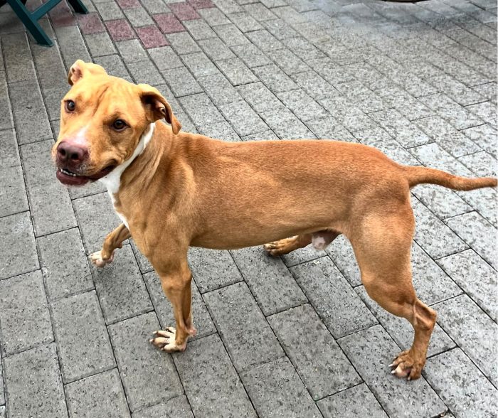 CLYDE BELLISSIMO PIT BULLINO